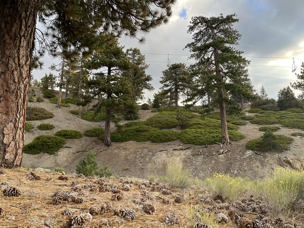 Pine cones on the summer ski slope