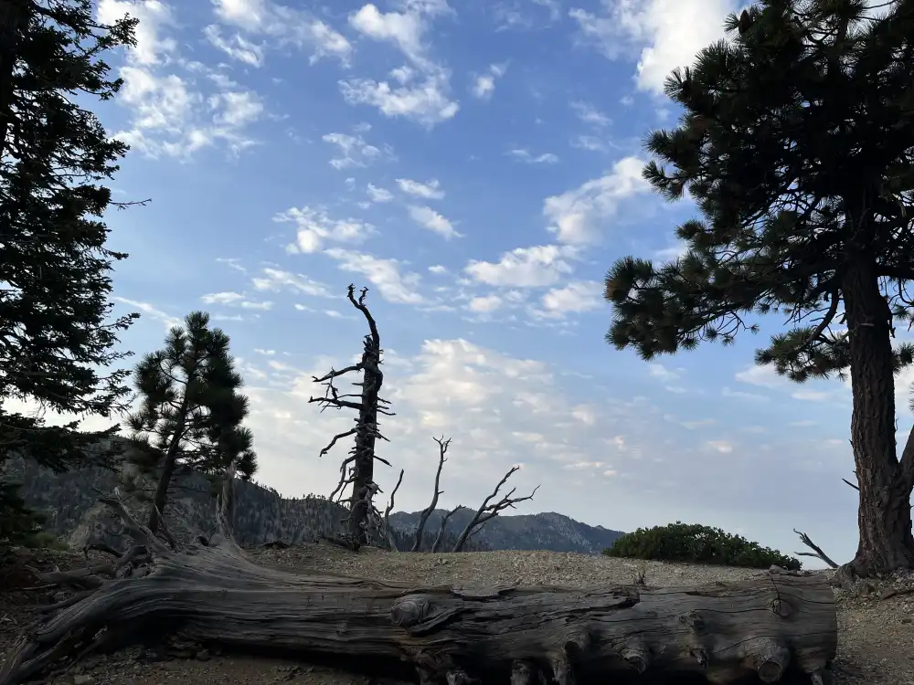 dead tree rest spot