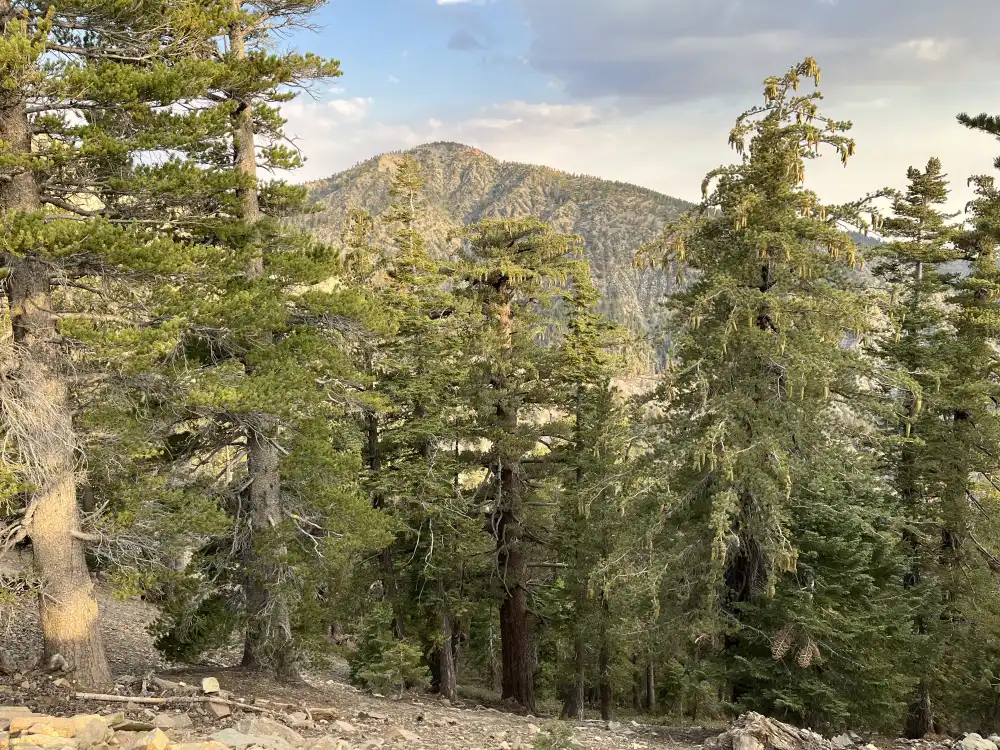 Pine Trees of Mt Baldy