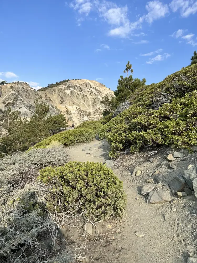 Devils Backbone trail with floral