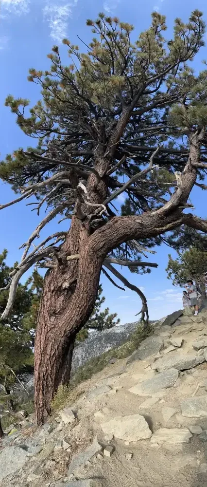 Crooked pine tree in pano portrait