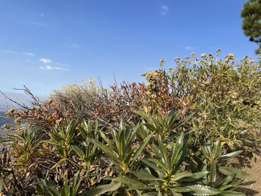 flowers and bushes