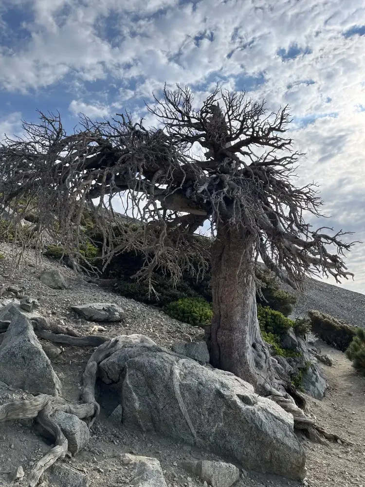 Granite boulder under dead pine