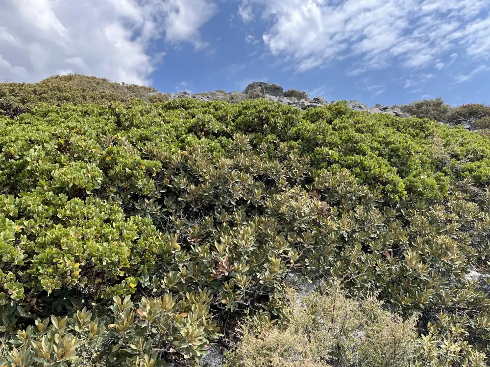 bushes at baldy