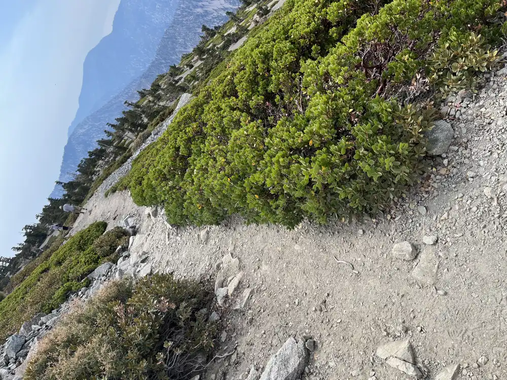 trail through bushes