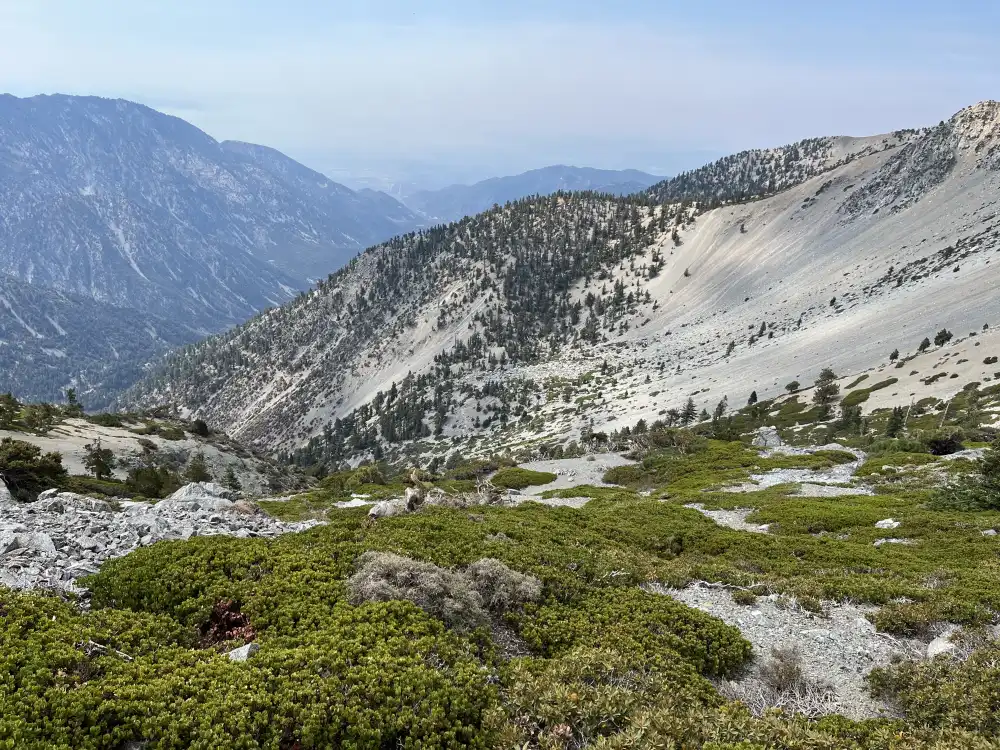 floral down the mountain