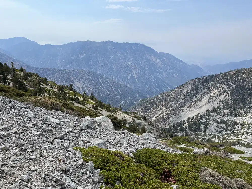 view of forest below