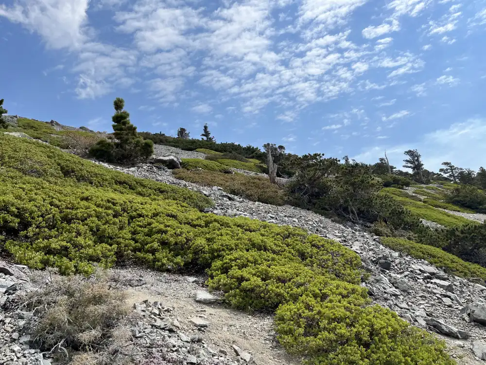 bushes and trees of Mt. Baldy