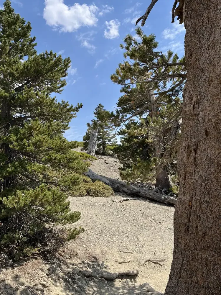 trail through trees