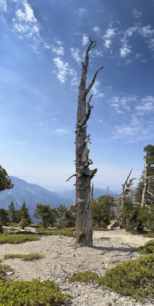 Cool dead tree