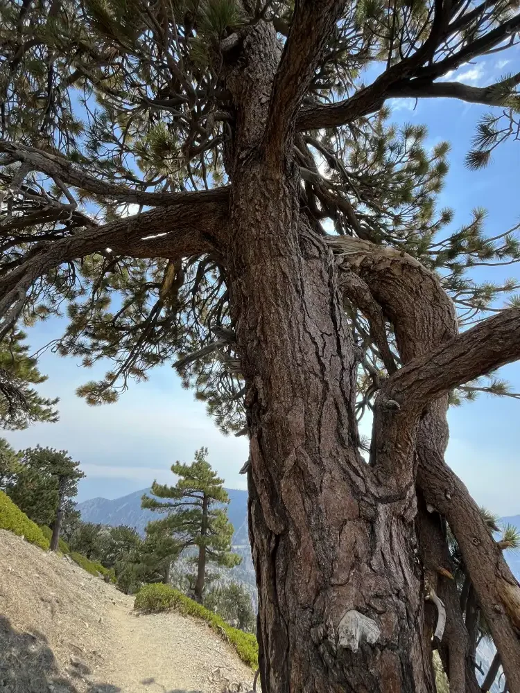 underneath a pine tree