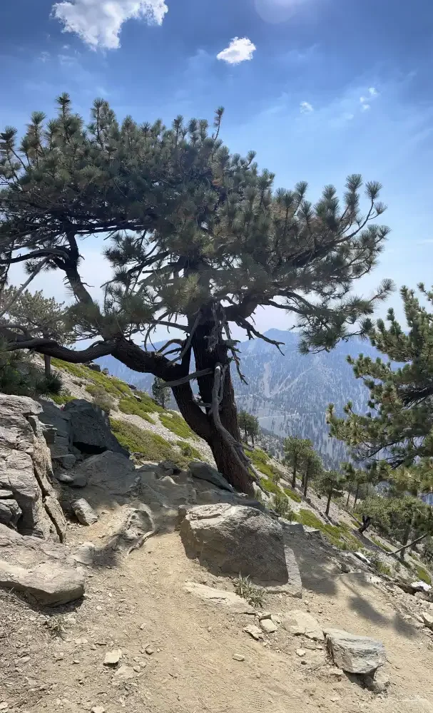 trail across pine tree