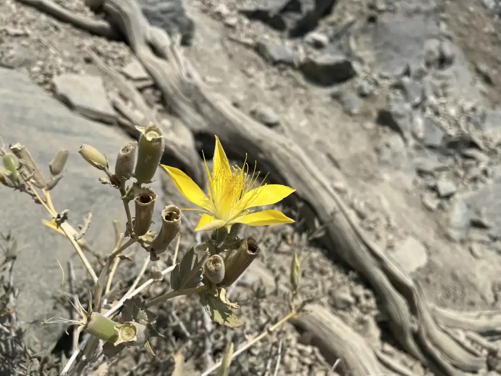 Single Yellow Flower