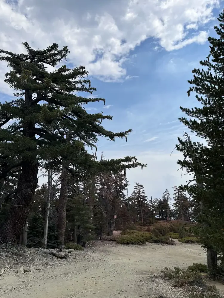 Trees by the ski slope in summer