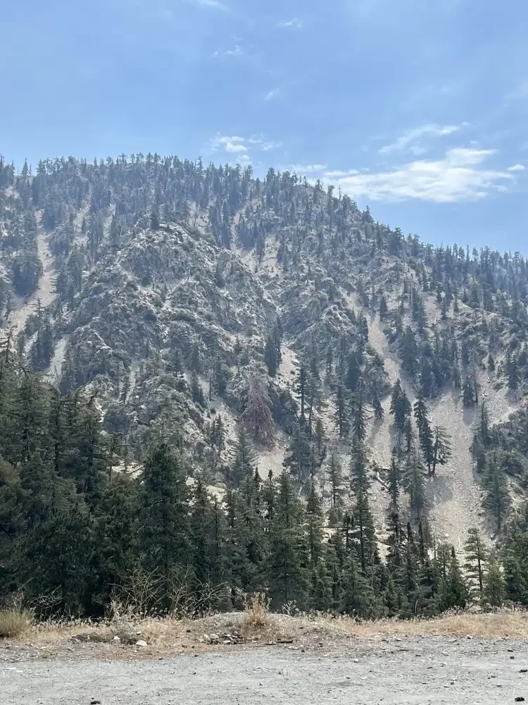 forest looking up the mountain