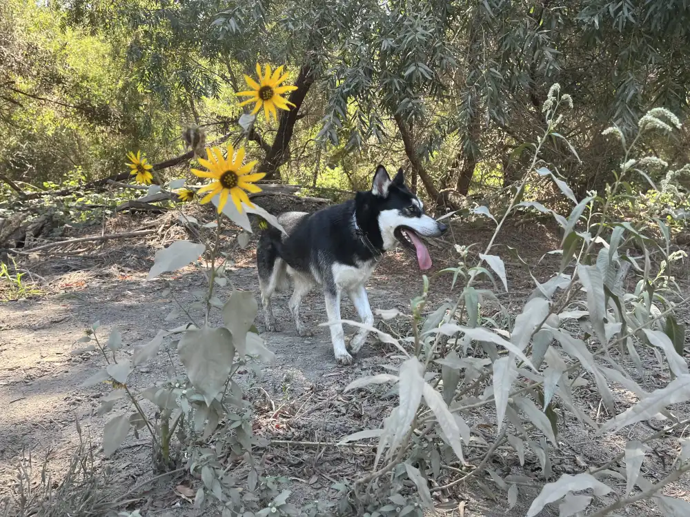 Sunflowers and Panda