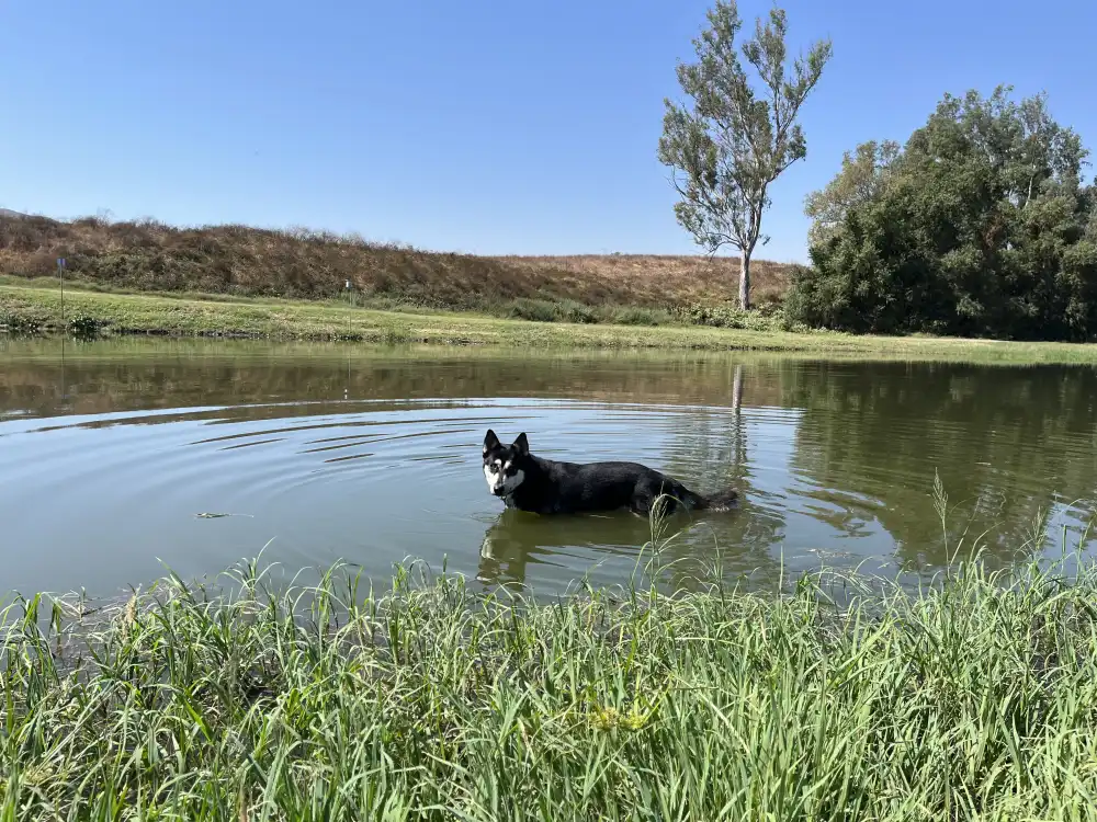 Panda in Prado pool