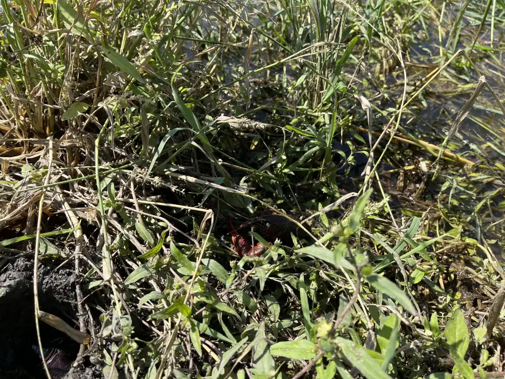 Crawdads in Grass