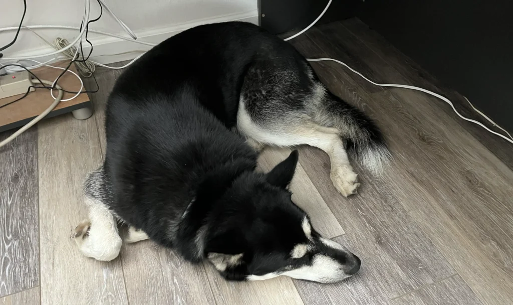 Panda napping