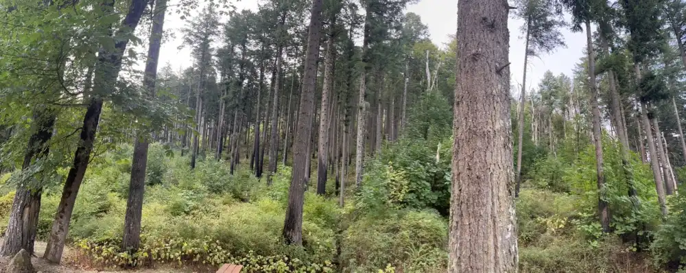 Horsetail Falls forest