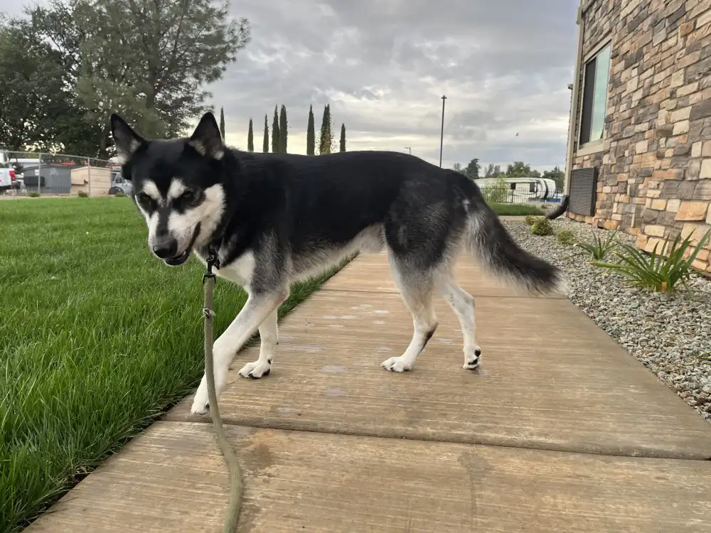 panda in grass yard for dogs at my place