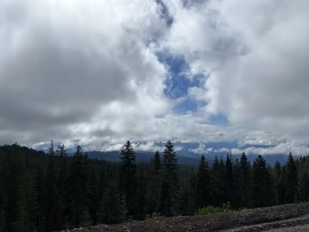 forest of Mt Shasta