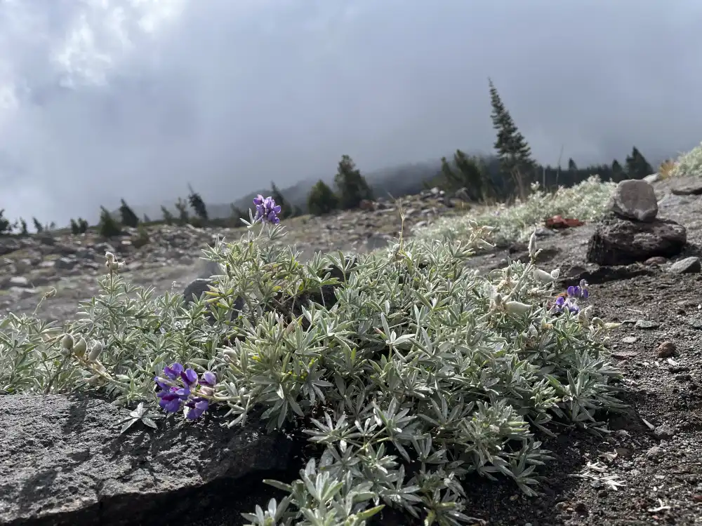wild flowers at Mt Shasta